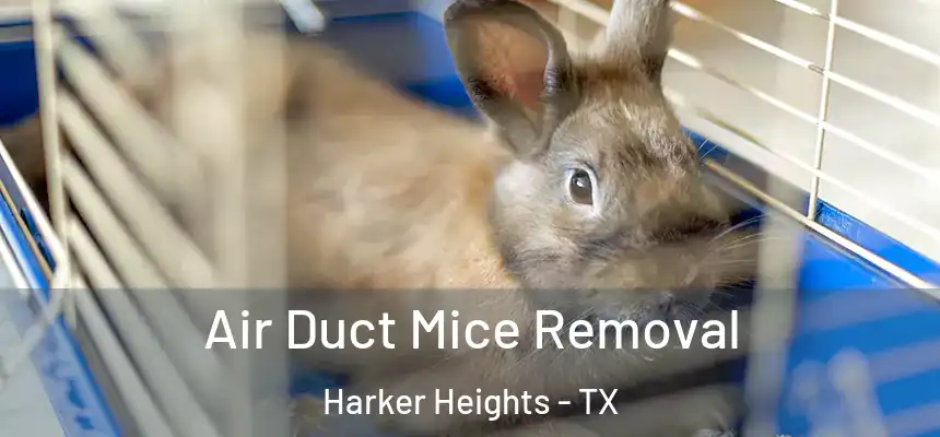 Air Duct Mice Removal Harker Heights - TX
